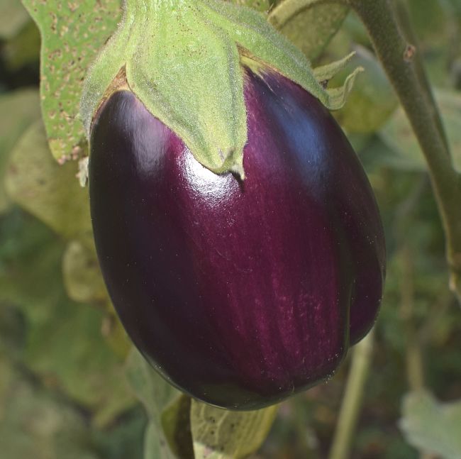 Eggplant Cooking Tips & Recipes - Image 1