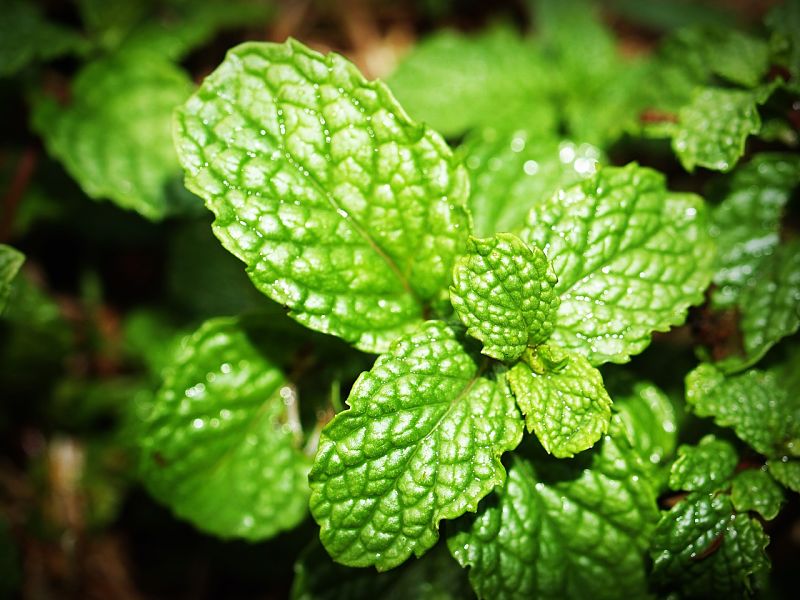 Lovely fresh mint is very aromatic.