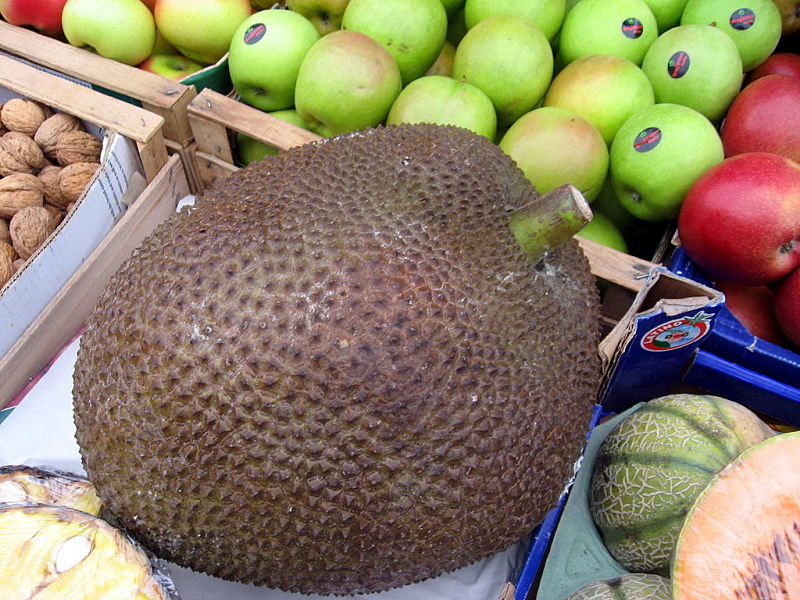Green jackfruit resembles pulled chicken or pork when cooked. 