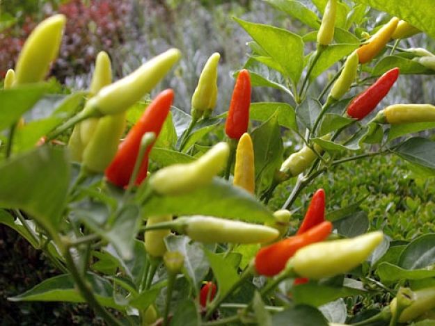 What Makes Chillies Hot. See List of Hottest Chile Peppers in The World 