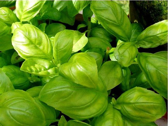 Basil or coriander is the heart and soul of a good homemade pesto