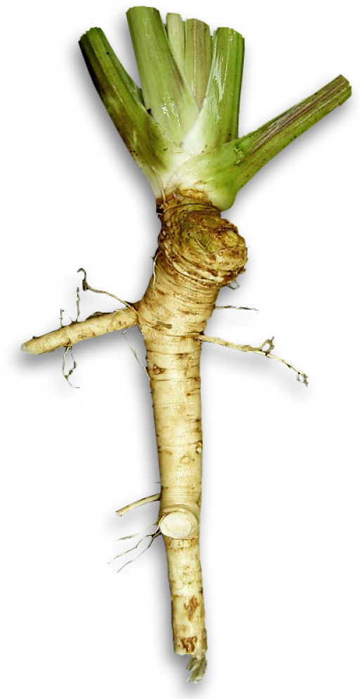 Fresh Horseradish