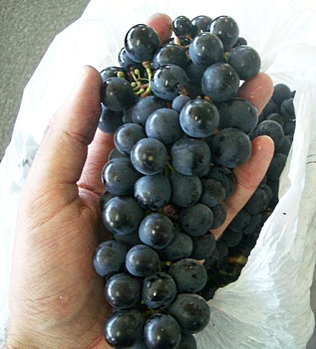 Malbec Grapes are a hybrid from Montpellier and Gaillac grape varieties