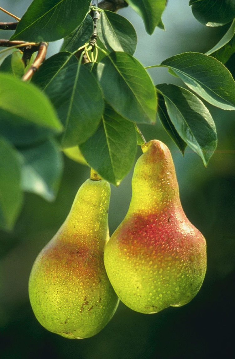 Pears in season are delightful. See new ways to enjoy them