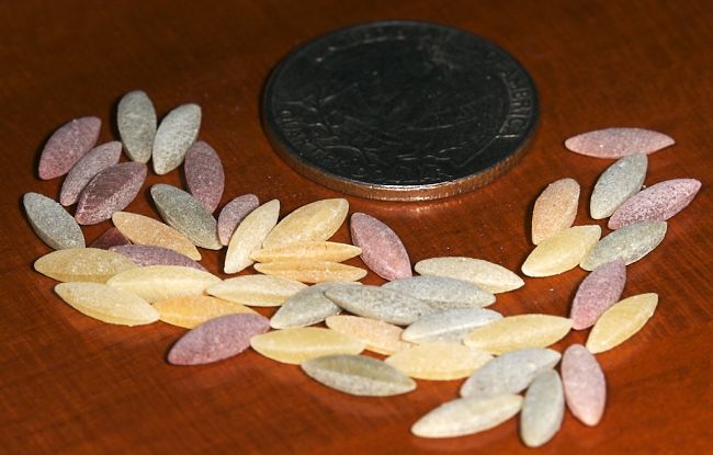 Uncooked orzo in a variety of colors