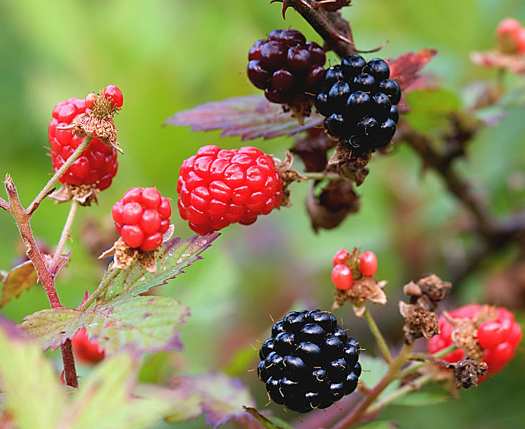 Blackberries ripening - just perfect for a cobbler. See how to make this dish at home with this guide