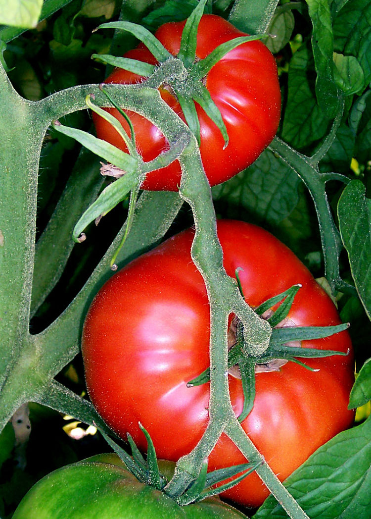Drying tomatoes is a great way to use your own homegrown tomatoes or 
  commercial varieties in season to make a delightful side dish. You can make dried tomatoes just the way you like them using these recipes.
