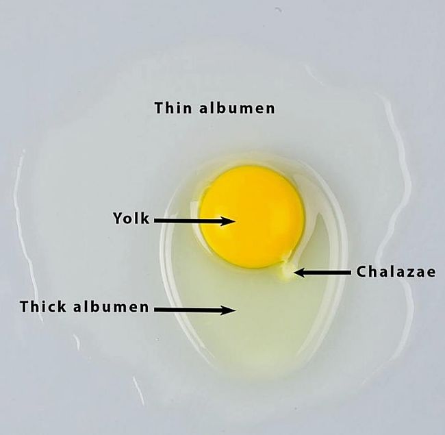 Finding a good Vegan egg substitute means finding ways to replace the components of its and their roles and functions in recipes