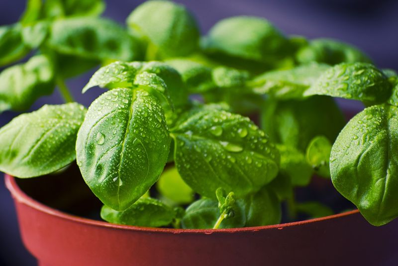 Fresh basil picked from a pot - beautiful and very tasty.