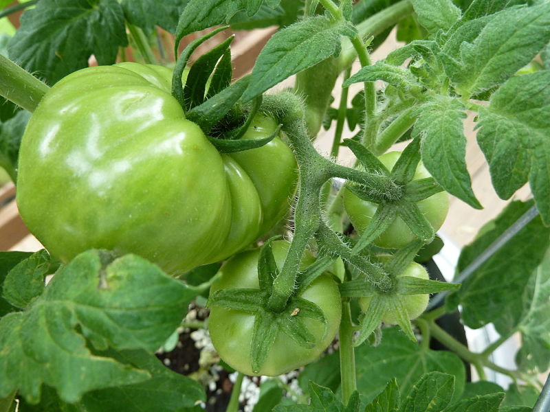 Discover what to do if you have a lot of green tomatoes on the vine that will not ripen or winter approaches