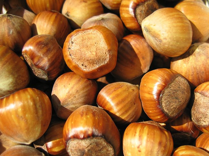 Hazelnuts are very nutritious and versatile in their culinary uses. Discover all the secrets about hazelnuts in this article.