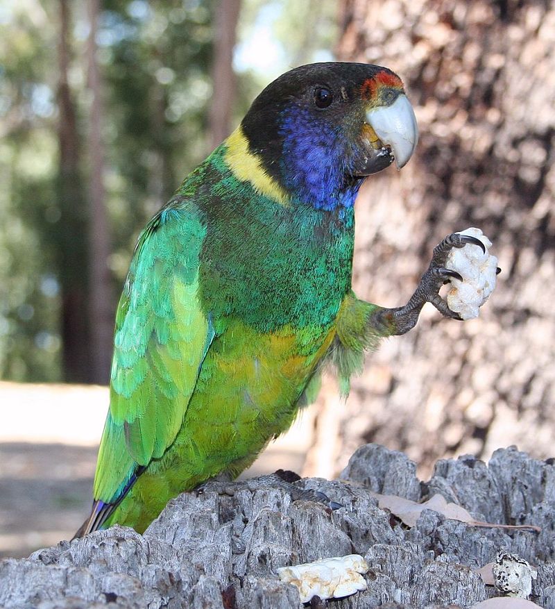 Even birds love picnics with 'hand' foods.