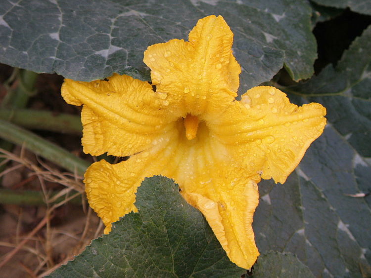 Pumpkin and squash flowers are edible. Learn how to fill them, coat in batter and deep fry for a lovely snack or appetizer.